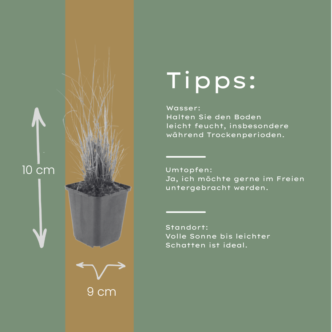 6x Calamagrostis brachytricha - ↕10-25cm - Ø9cm