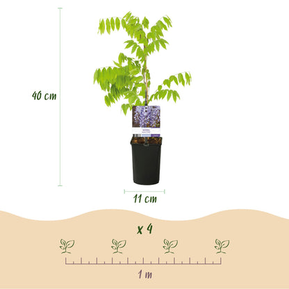 Blauregen Wisteria floribunda &