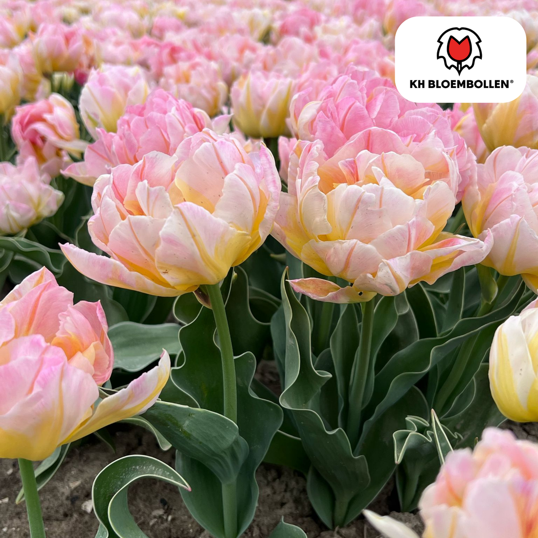 Tulpenzwiebeln Passwort – 20 Stück | Tiefrot &amp; edel