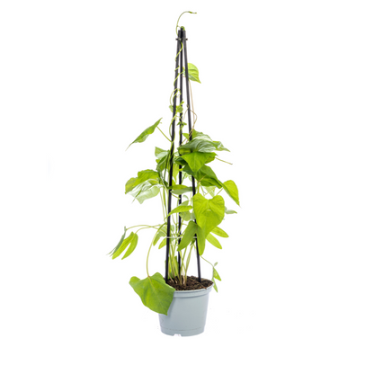 4x Mix aus Kletterpflanzen: Rhodochiton, Cobea, Lathyrus &amp; Ipomoea Ø13 cm - ↕60 cm