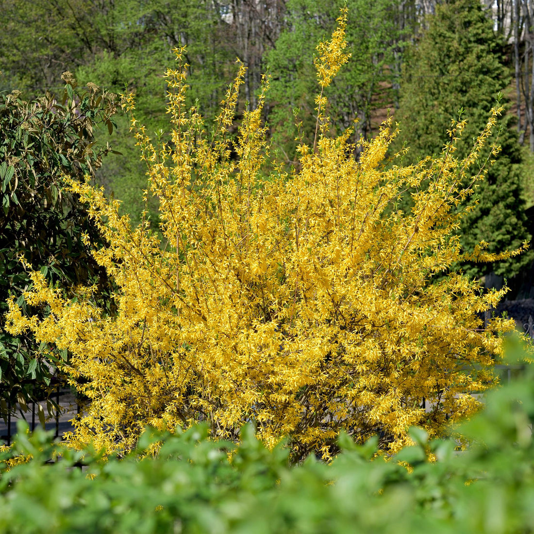 Forsythia intermedia Goldrauch - Blüte Gelb - 1 Pflanze - Laubabwerfend - Wenig Pflege - Topf 17cm Höhe 45cm
