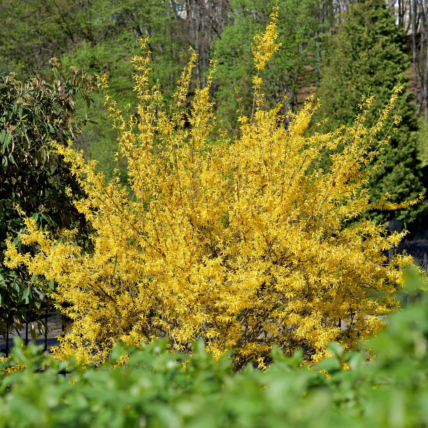Forsythia intermedia Goldrauch - Blüte Gelb - 1 Pflanze - Laubabwerfend - Wenig Pflege - Topf 17cm Höhe 45cm