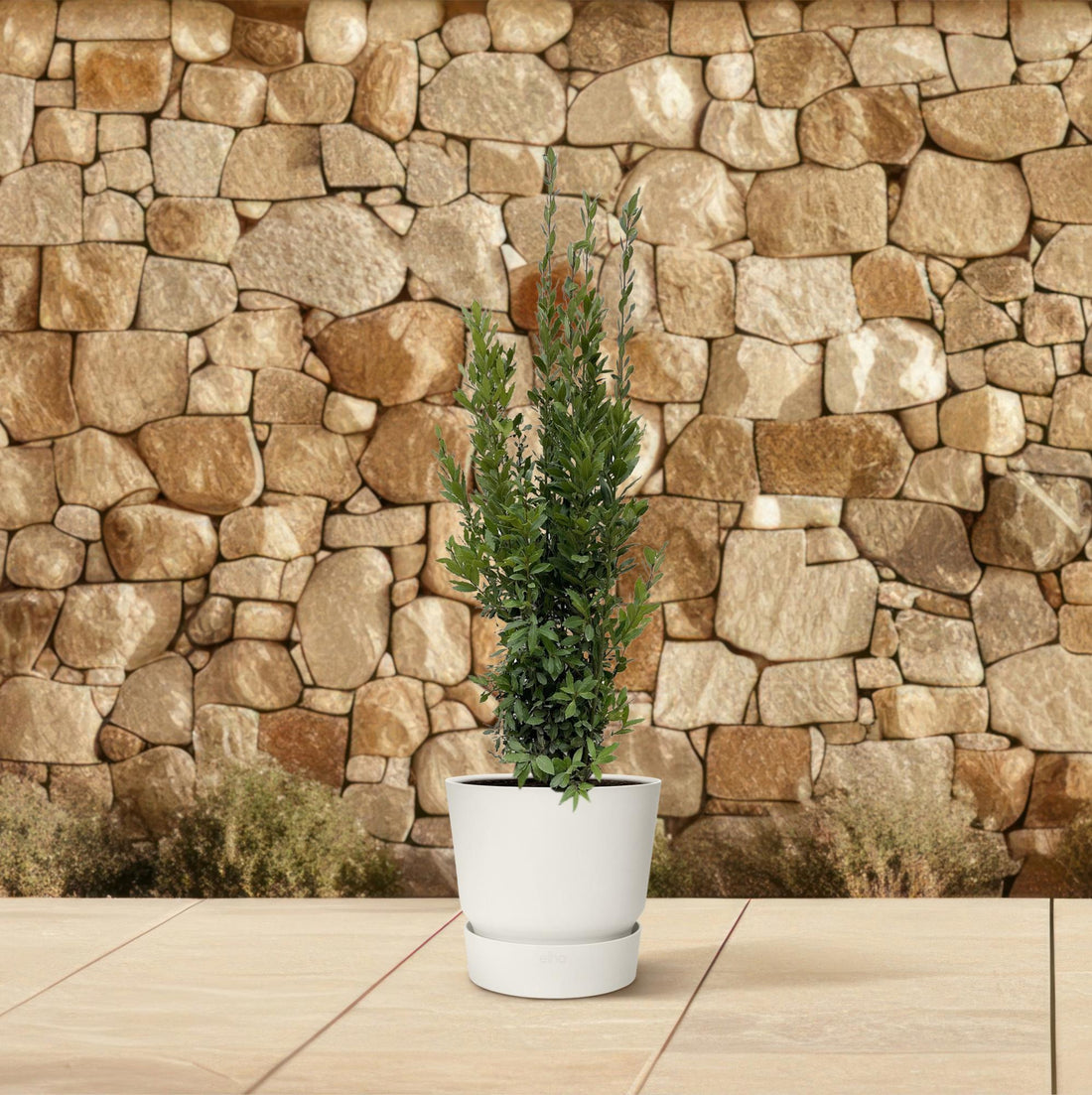 Laurus Nobilis &quot;Echte Lorbeer&quot; - 180 cm - ø40