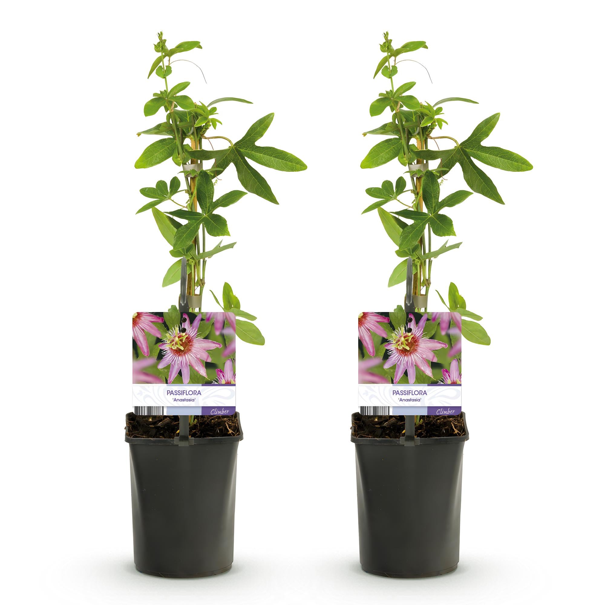 Passionsblume - Passiflora Anastasia - Blume Rosa - Wenig Pflege - 2 Pflanzen - Topf 11cm Höhe 40cm