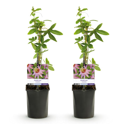 Passionsblume - Passiflora Anastasia - Blume Rosa - Wenig Pflege - 2 Pflanzen - Topf 11cm Höhe 40cm