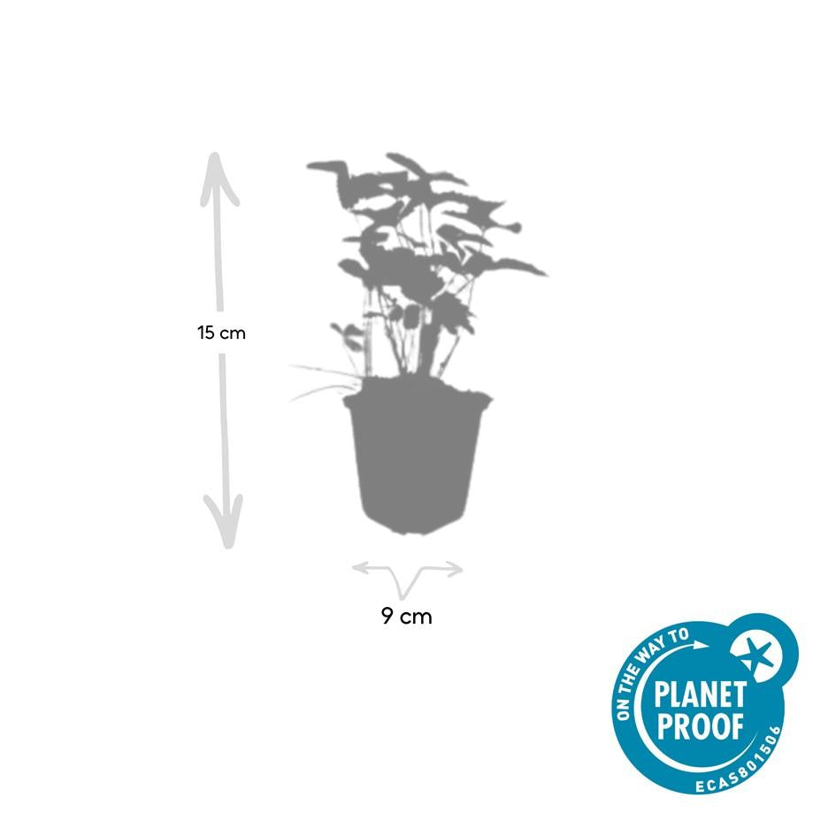 24x Fragaria vesca – Wald-Erdbeere für Garten &amp; Beet – Höhe 10–25 cm – Ø 9 cm Topf