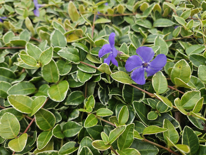 24x Vinca minor &