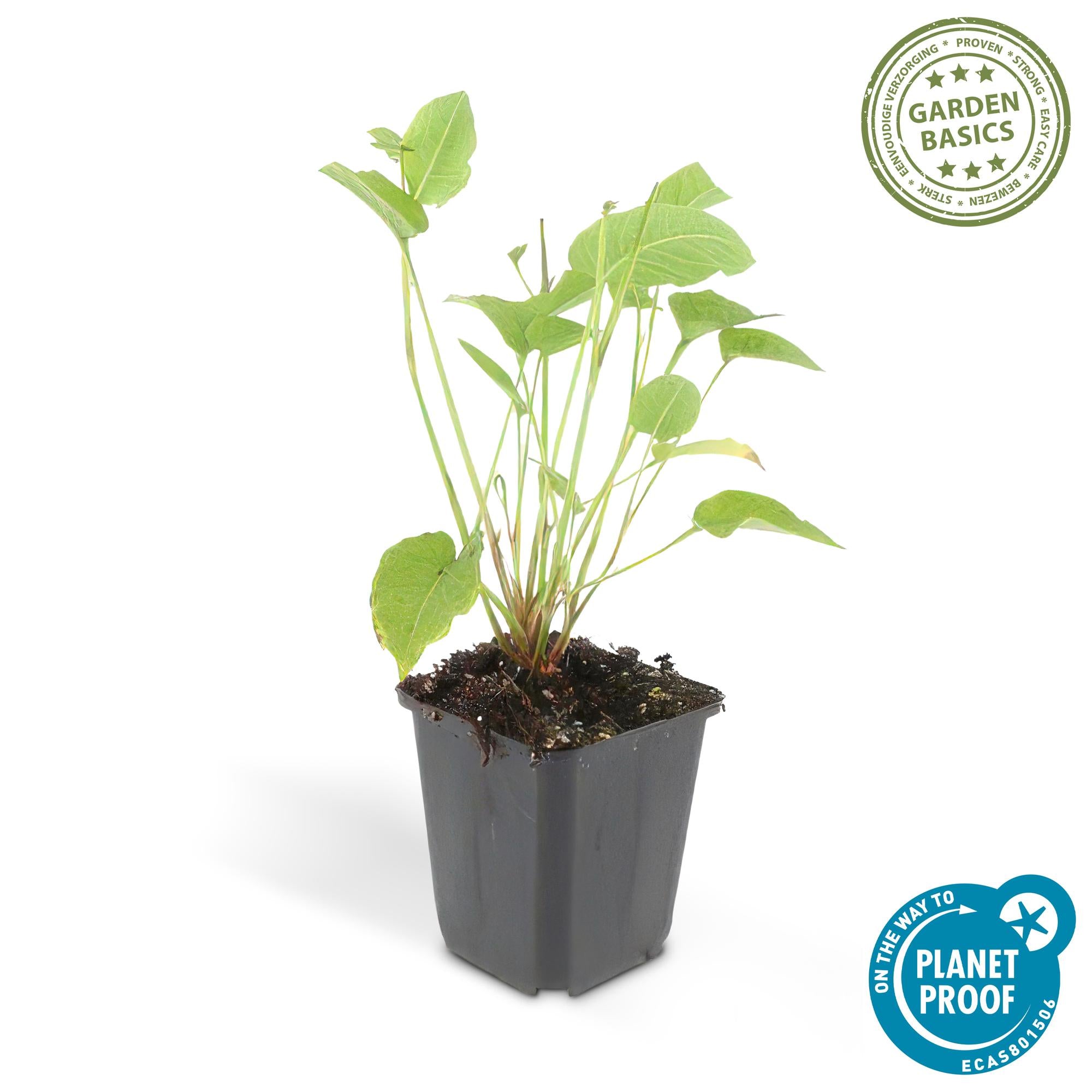 Persicaria amplexicaulis – 24 Pflanzen Ø 9 cm ↕ 10–25 cm – Kerzenknöterich | Blütenstarke Staude für Sonne &amp; Halbschatten