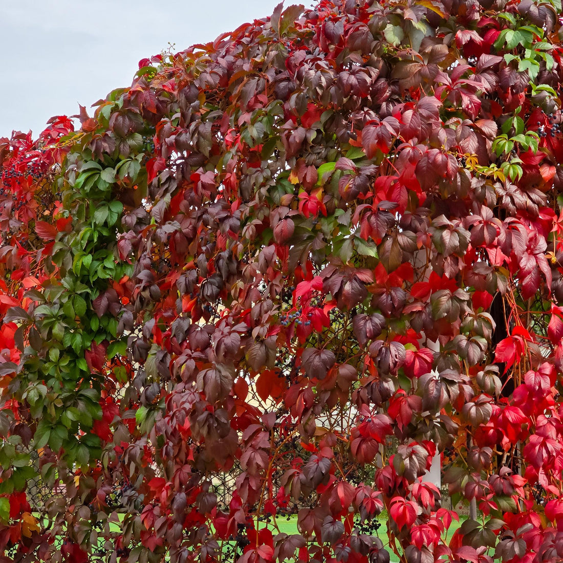 Wilde Wein - Parthenocissus Engelmannii - Blatt Grün später Rot - Wenig Pflege - 2 Pflanzen - Topf 11cm Höhe 40cm