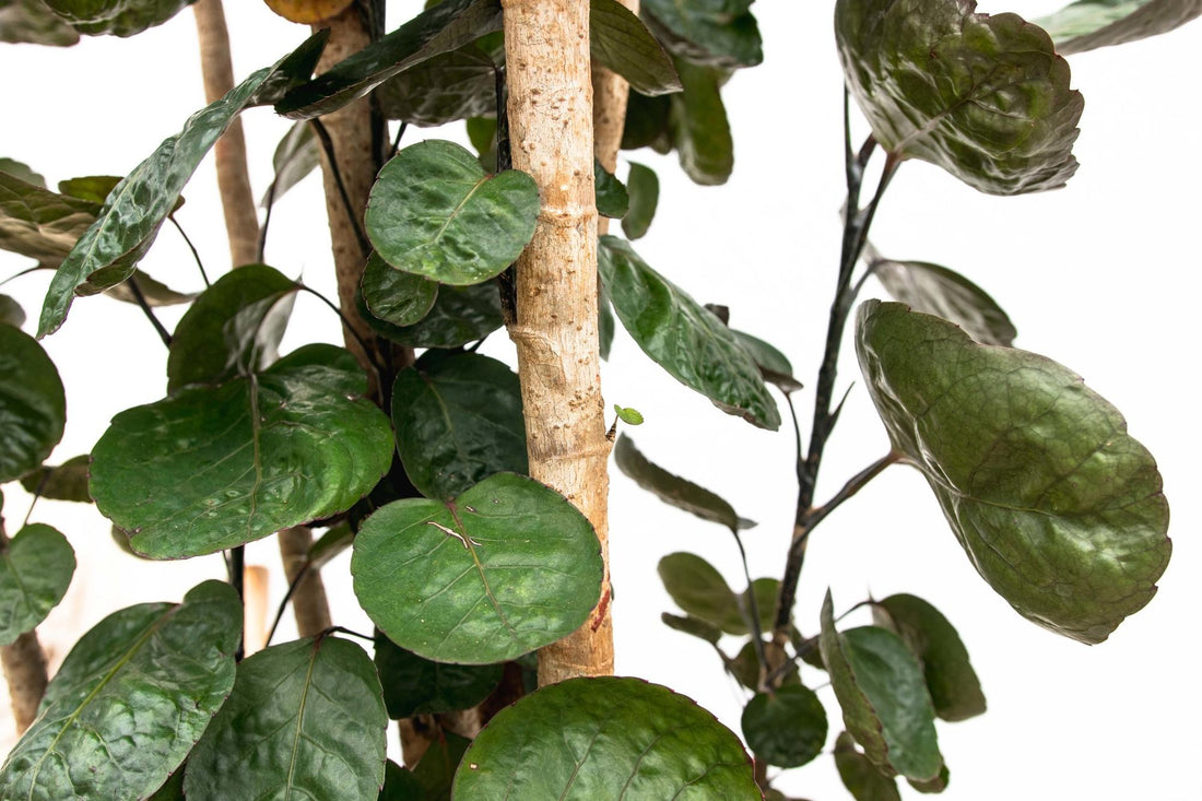 Polysicas Fabian XXL - 160 cm - ⌀30