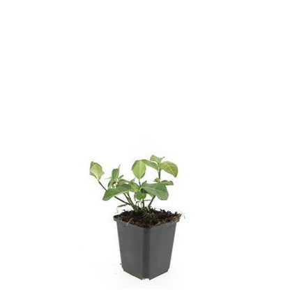 24x Euonymus fort. &