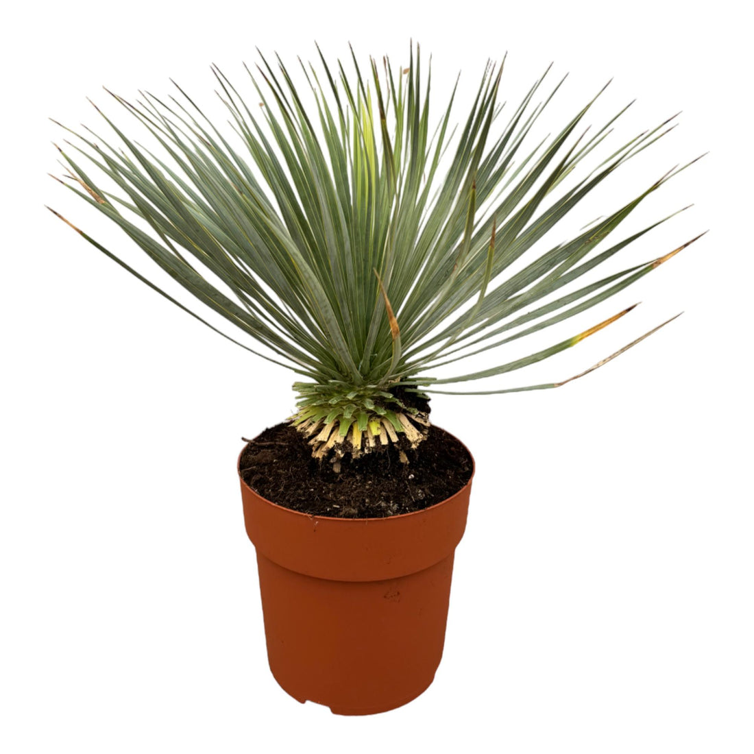 Yucca rostrata – Robuste Palmlilie für Garten &amp; Zuhause