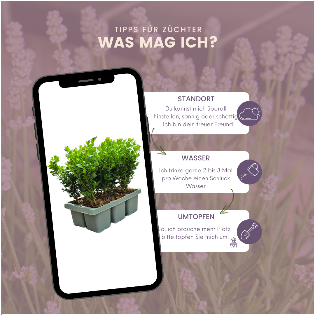 Buxus NewGen Freedom – 6er-Pack – Winterharte Immergrüne Sträucher – Ø7 cm Topf – Höhe ca. 15 cm