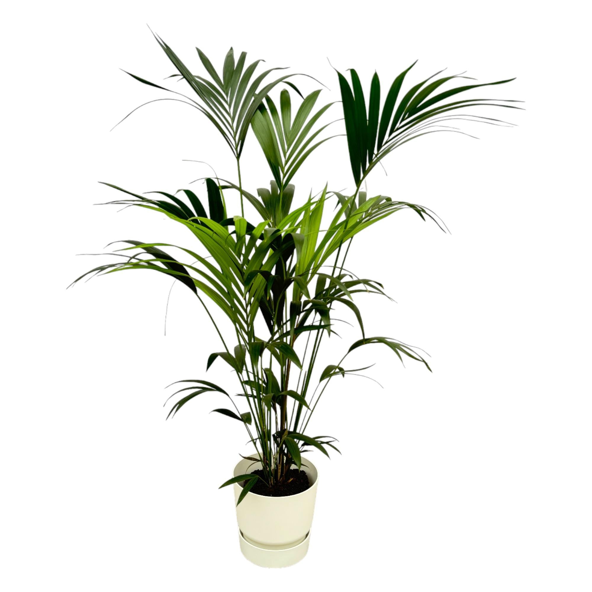 Kentia-Palme 160cm mit Topf – Elegante Zimmerpalme für stilvolles Grün