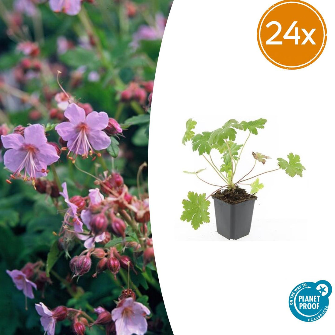 Storchschnabel (Geranium macrorrhizum &