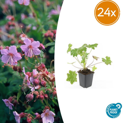 Storchschnabel (Geranium macrorrhizum &