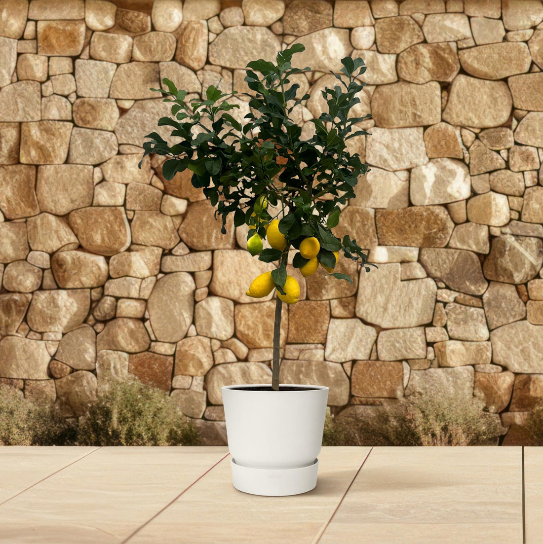 Citrus Lemon – Zitronenbaum – Mediterrane Kübelpflanze – Verschiedene Größen