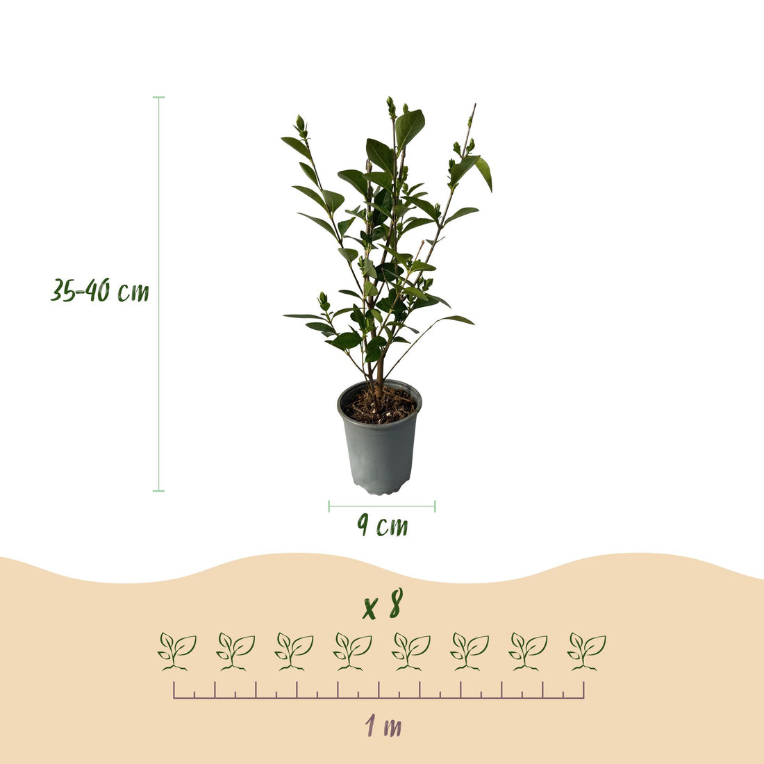 Ligustrum ovalifolium – 8 Pflanzen für 1 m Hecke | Immergrün &amp; schnittfest