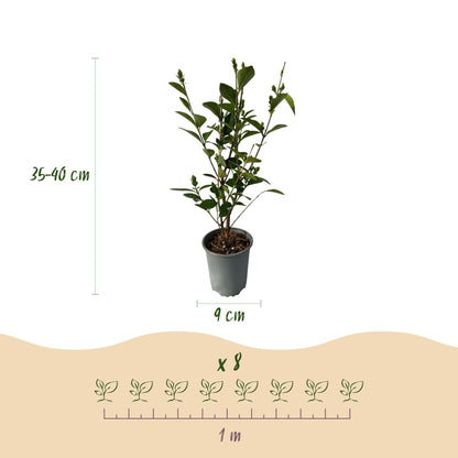 Ligustrum ovalifolium – 8 Pflanzen für 1 m Hecke | Immergrün &amp; schnittfest