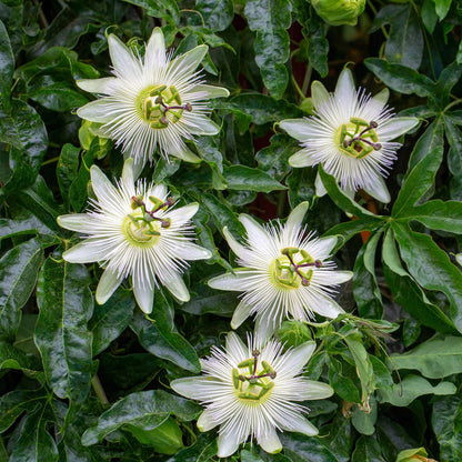 Passionsblume Passiflora Avalanche | Weiße Blüten – 2 Pflanzen 40 cm Ø11 cm Topf
