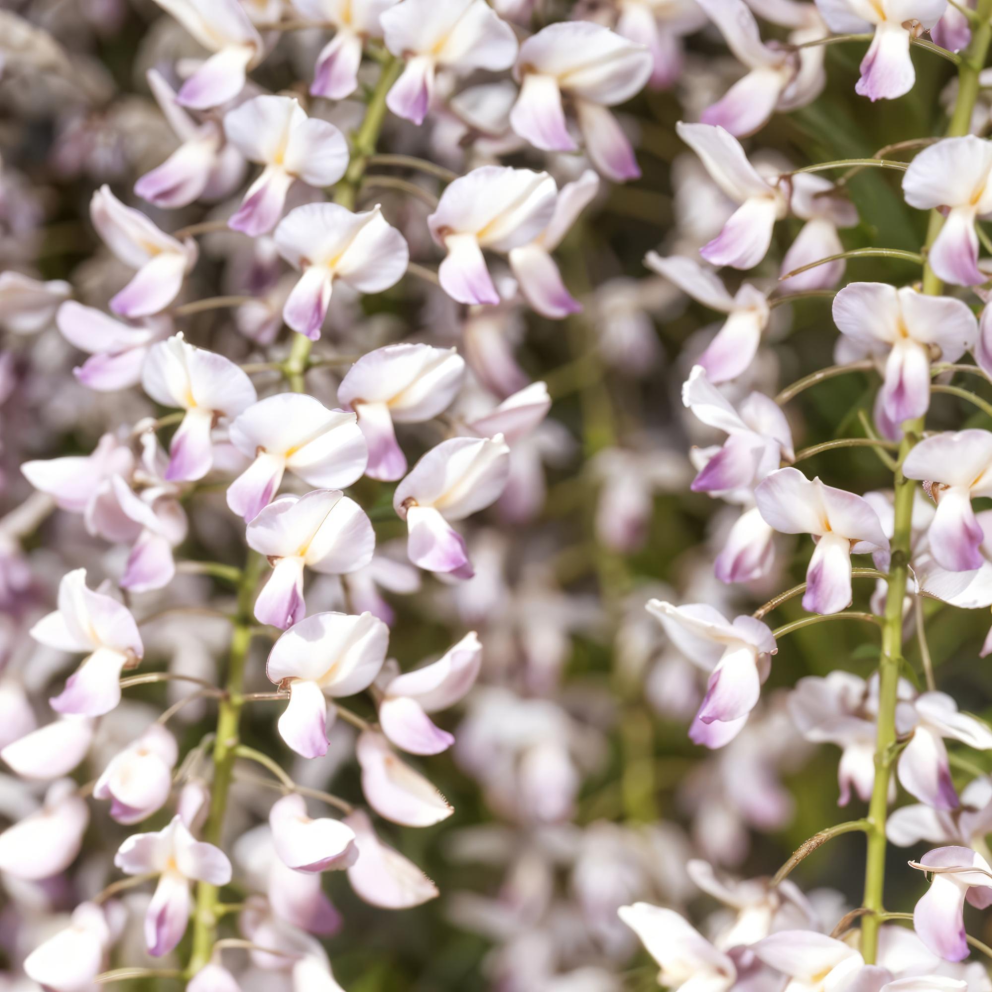 Blauregen Wisteria floribunda &