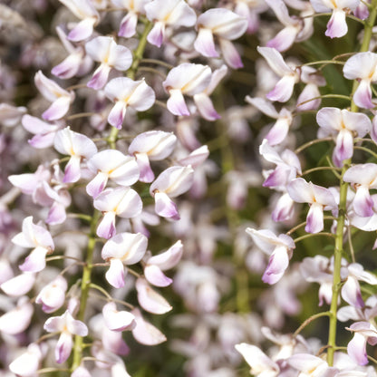 Blauregen Wisteria floribunda &