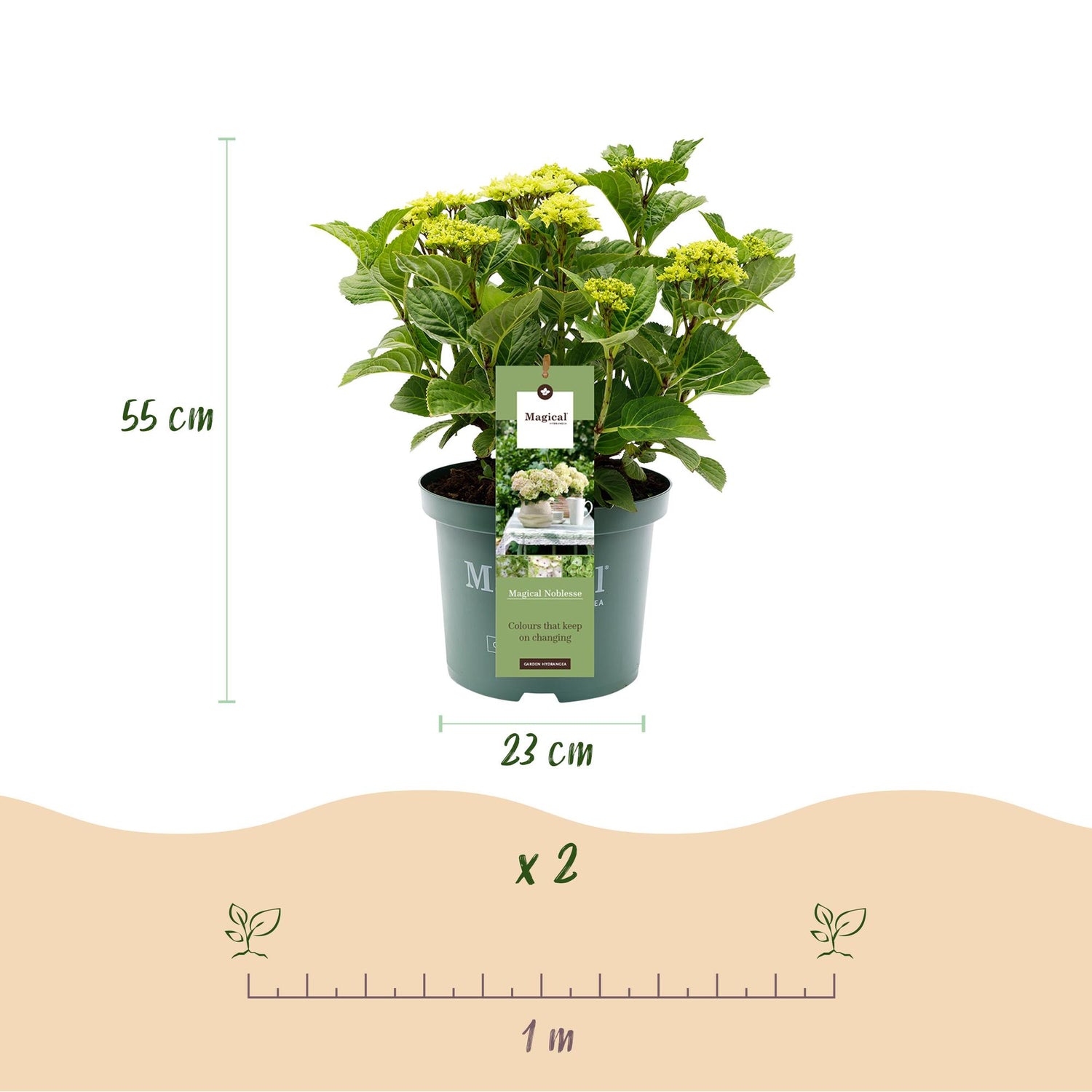Balkon-Hortensie Magical Noblesse Weiß – 2 Pflanzen – 6–10 Blüten – Ø23 cm Topf – Höhe ca. 55 cm