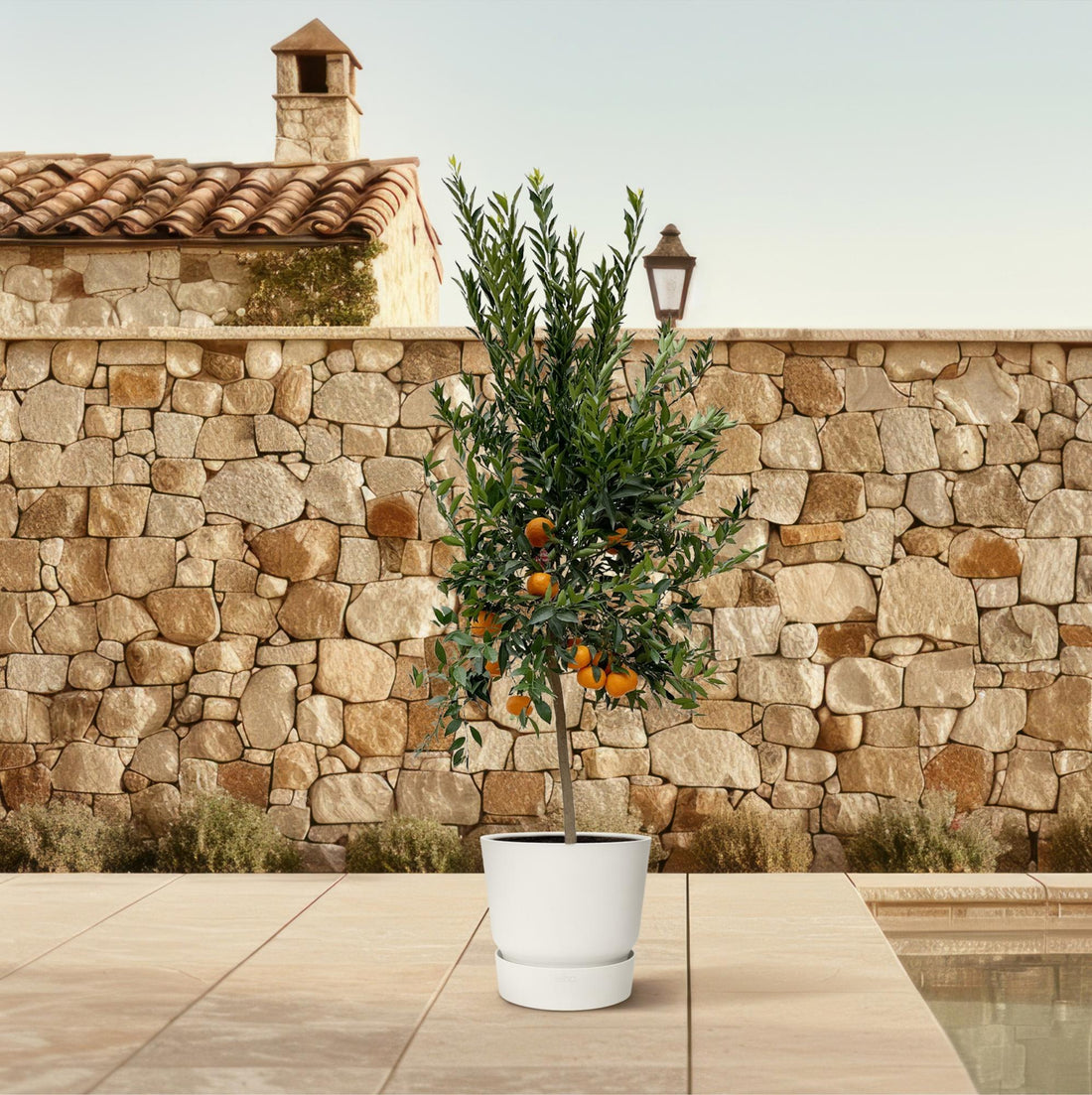 Citrus Mandarino 200 cm | Mandarinenbaum im Ø40 cm Topf – Mediterrane Kübelpflanze