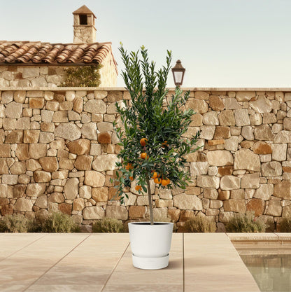 Citrus Mandarino 200 cm | Mandarinenbaum im Ø40 cm Topf – Mediterrane Kübelpflanze
