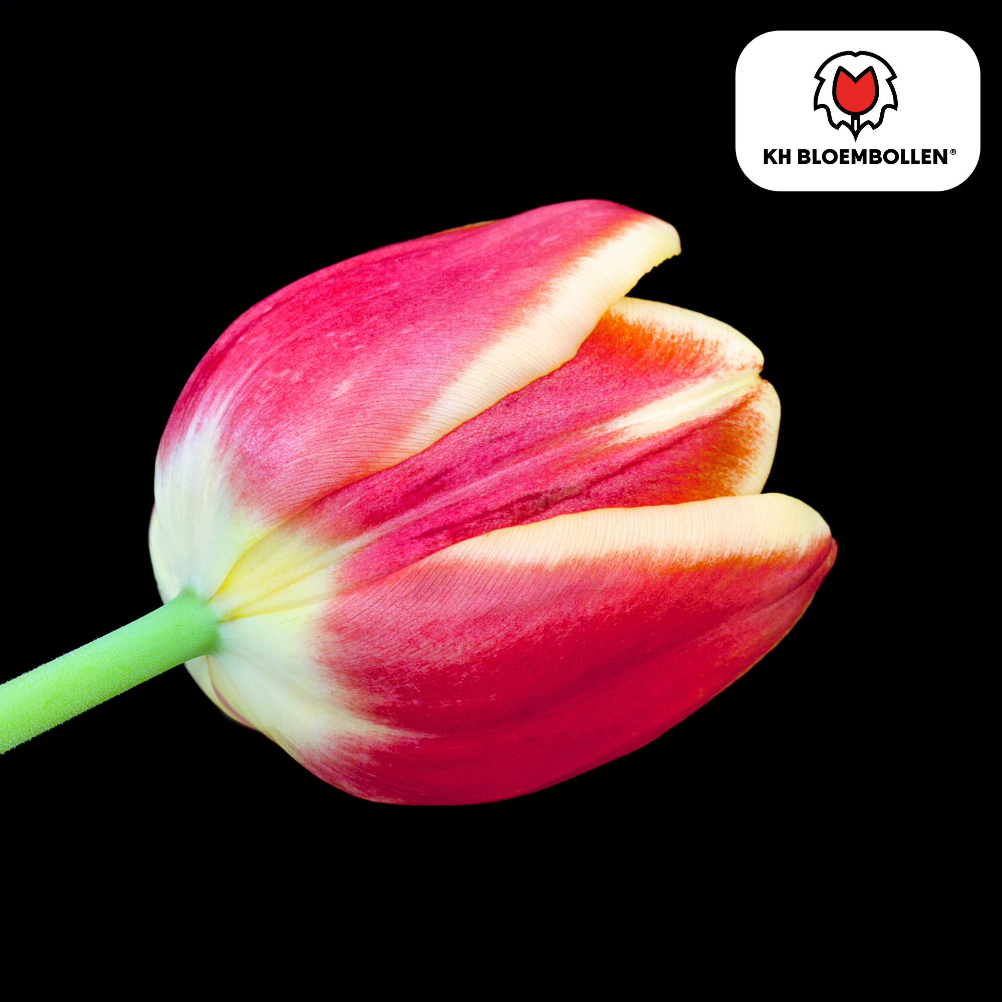 Tulpenzwiebeln Dow Jones | 20er-Pack | Kräftig Rot