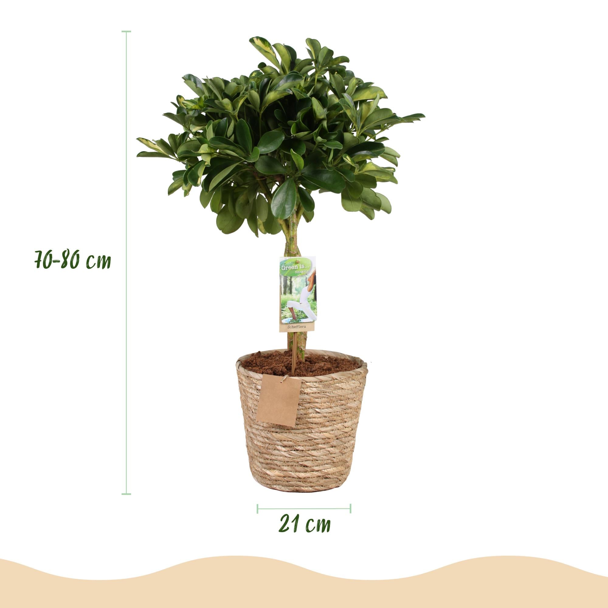 Schefflera Gold Capelle - Fingerbaum - Wenig Pflege - mit Korb - Grün - Gold - 1 Pflanze - Topf 21cm - Höhe 70-81cm