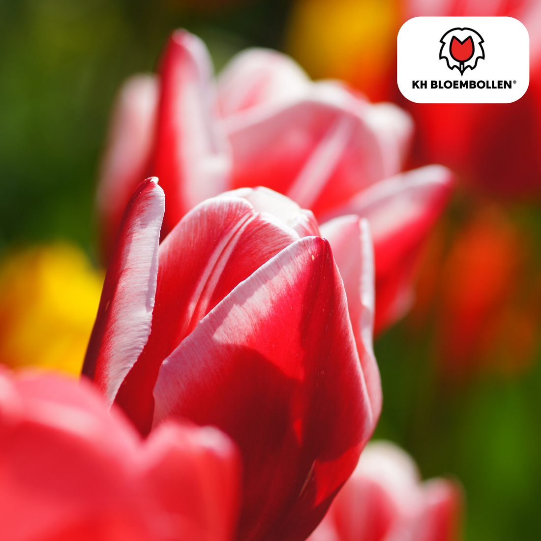 Candy Apple Delight Tulpen – 20 Zwiebeln | Rot-Weiße Frühlingspracht