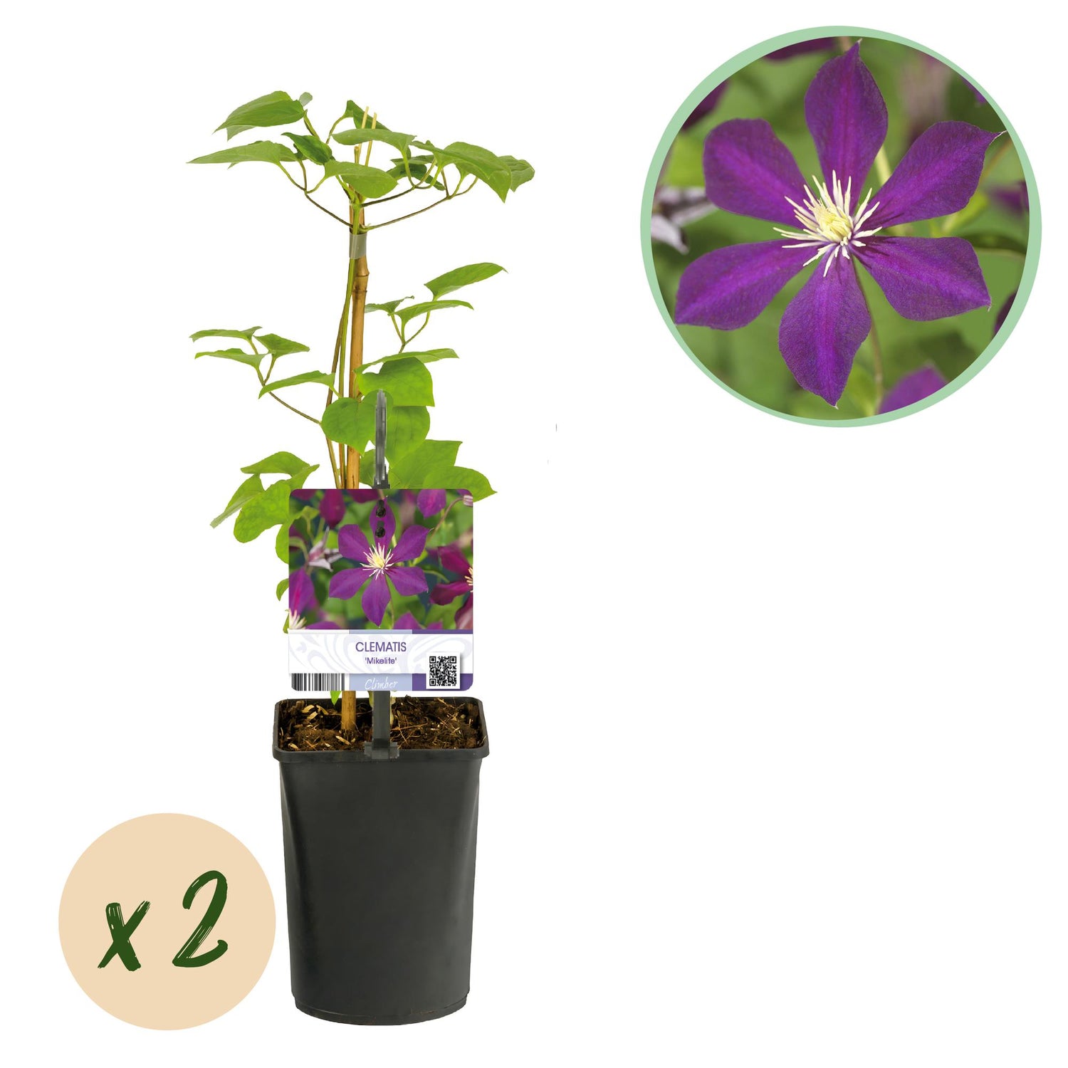 Clematis Mikelite - Blüte Lila - Wenig Pflege - 2 Pflanzen - Topf 11cm Höhe 40cm