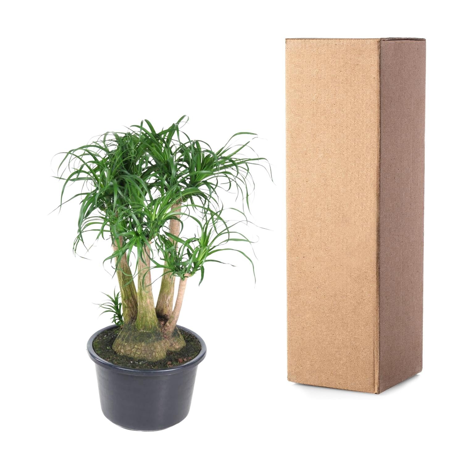 Beaucarnea Elefantenfuß verzweigt 110 cm | Premium-Zimmerpflanze im Ø41 cm Topf – Pflegeleicht &amp; Exotisch