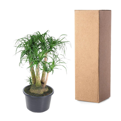 Beaucarnea Elefantenfuß verzweigt 110 cm | Premium-Zimmerpflanze im Ø41 cm Topf – Pflegeleicht &amp; Exotisch