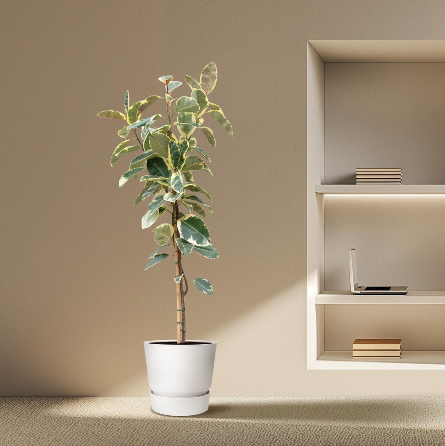 Ficus Tineke auf Stamm – Eleganter Gummibaum mit Farbspiel