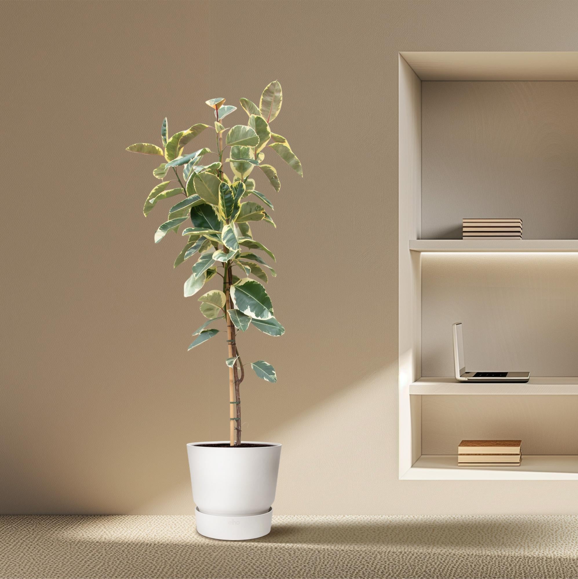 Ficus Tineke auf Stamm – Eleganter Gummibaum mit Farbspiel