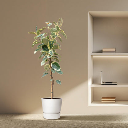 Ficus Tineke auf Stamm – Eleganter Gummibaum mit Farbspiel