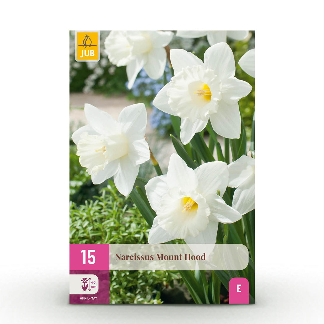Blumenzwiebeln Narzisse Mount Hood | 15 Stück Weiß – Zwiebelgröße 10/12 – XXL Pack