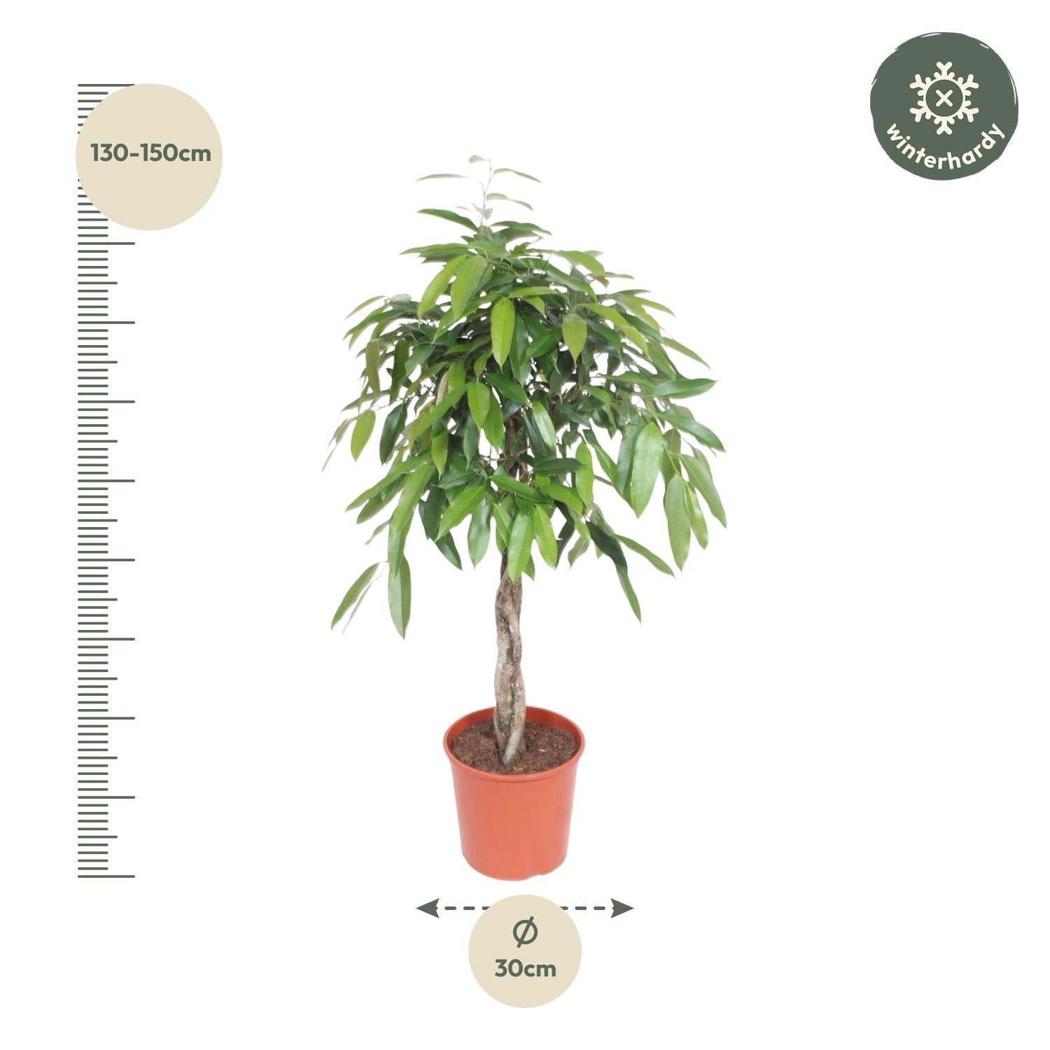 Ficus Amstel King geflochtenen Stamm - 140 cm - ø30