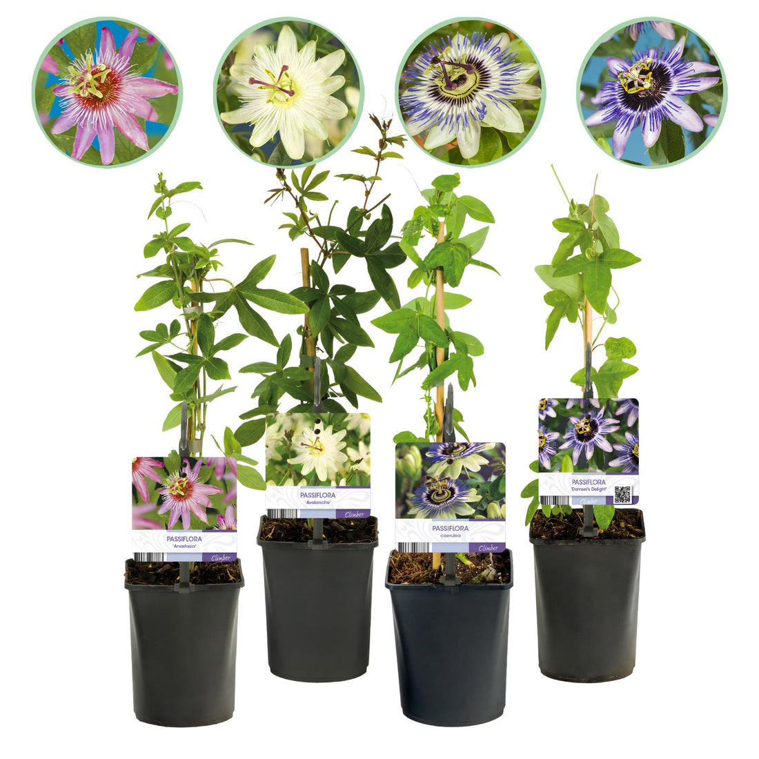 Passionsblume Passiflora Rainbow | Rosa-Weiß-Lila-Grün Blüten – 4 Pflanzen 40 cm Ø11 cm Topf