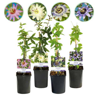 Passionsblume Passiflora Rainbow | Rosa-Weiß-Lila-Grün Blüten – 4 Pflanzen 40 cm Ø11 cm Topf