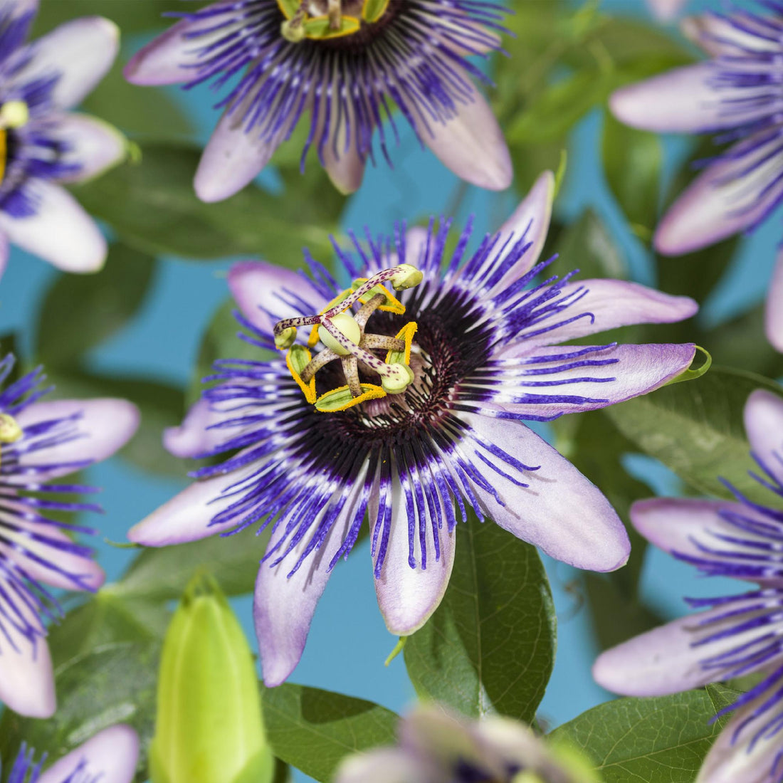 Passionsblume Passiflora Damsel’s Delight | Lila-weiße Blüten – 2 Pflanzen 40 cm Ø11 cm Topf