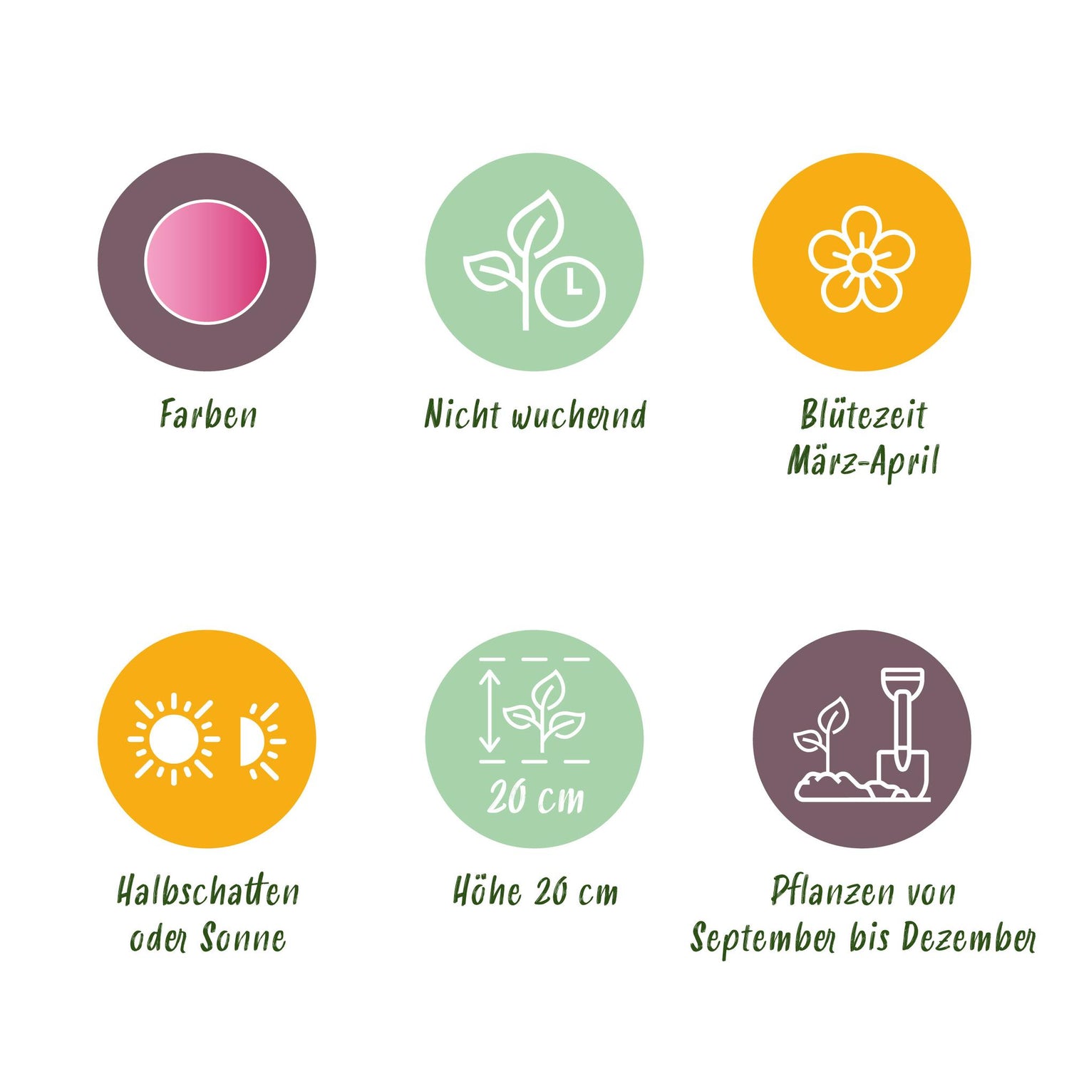 Blumenzwiebeln Corydalis Beth Evans | 20 Stück Weiß &amp; Lila – Zwiebelgröße 6/7 – XXL Pack