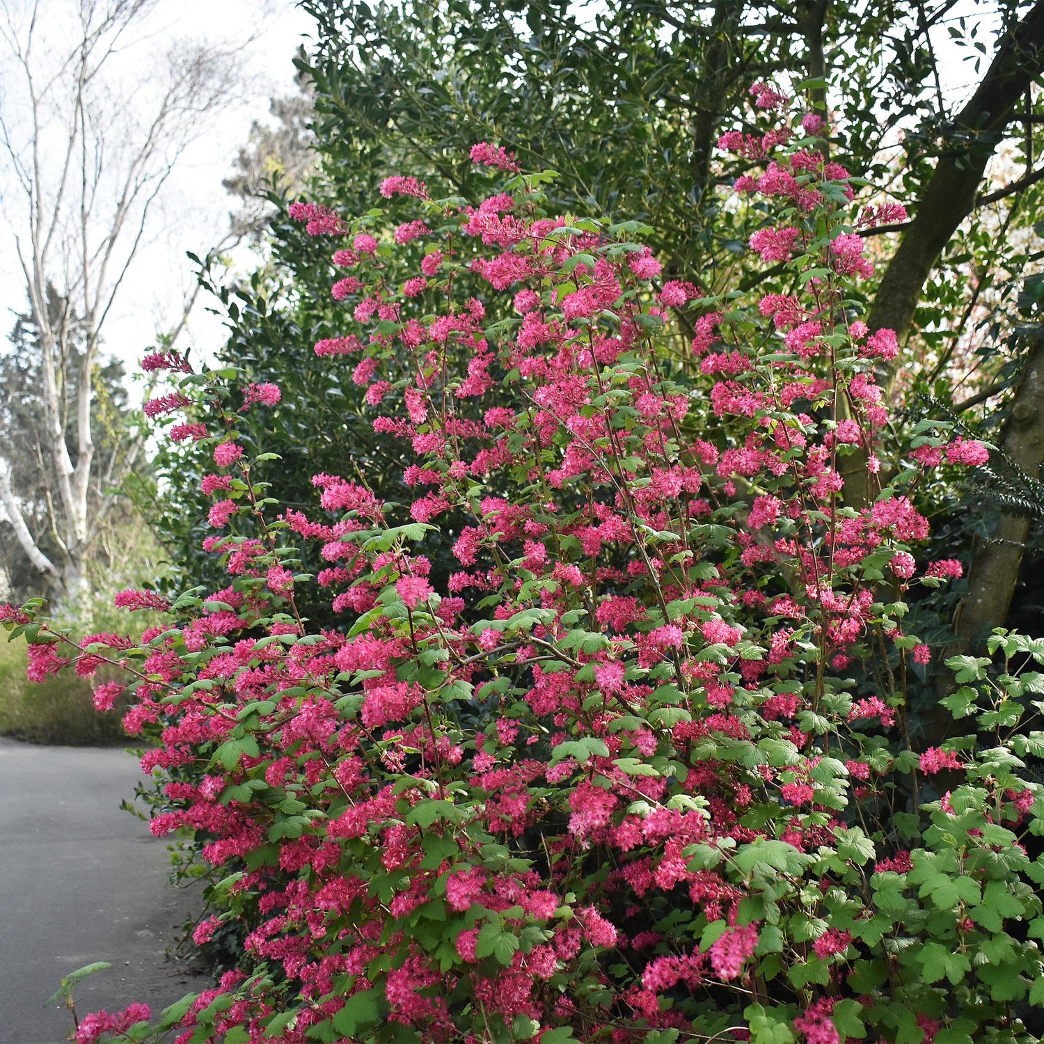 Ribes sanguineum Kind Edward - Blüte Rot - 1 Pflanze - Laubabwerfend - Wenig Pflegeaufwand - Topf 17cm Höhe 45cm