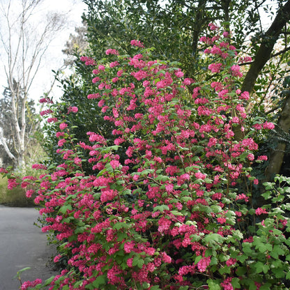 Ribes sanguineum Kind Edward - Blüte Rot - 1 Pflanze - Laubabwerfend - Wenig Pflegeaufwand - Topf 17cm Höhe 45cm