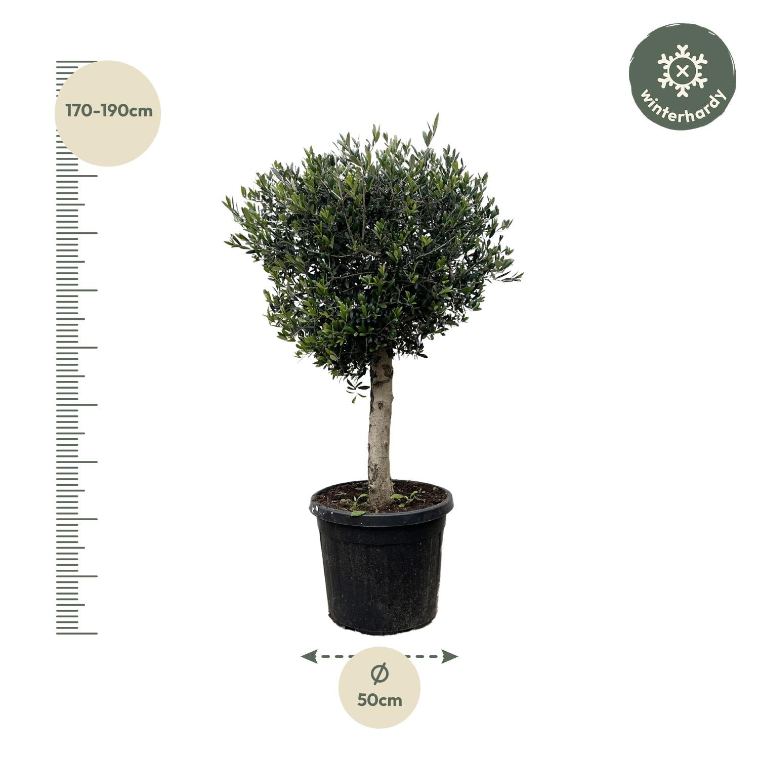 Olea europaea &