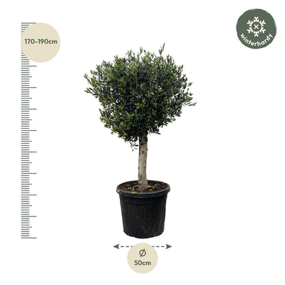 Olea europaea &