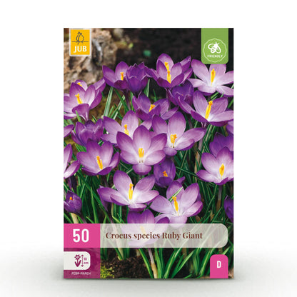 Blumenzwiebeln Crocus Ruby Giant | 50 Stück Lila – Zwiebelgröße 5/6 – XXL Pack