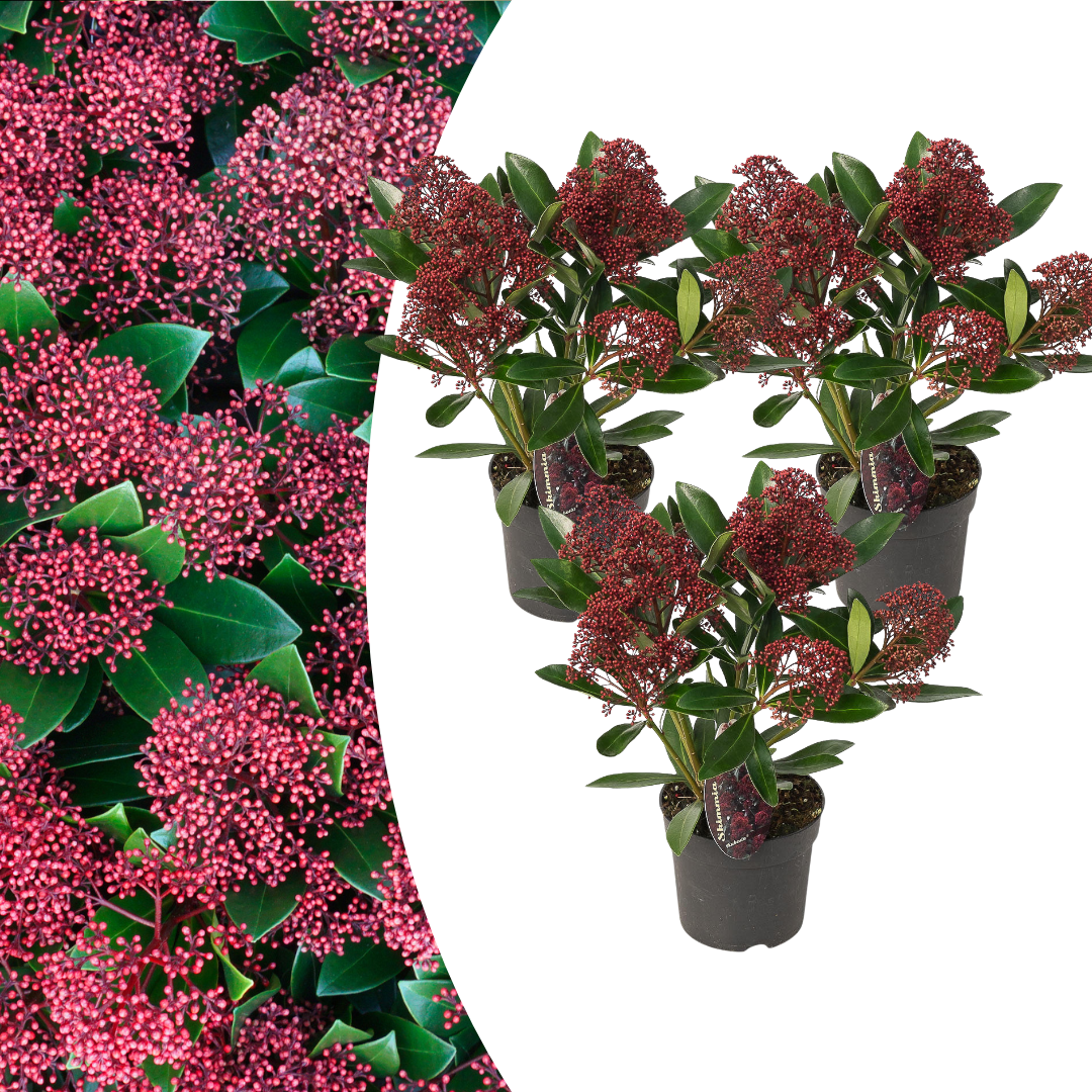 Set mit 3 Skimmia ‚Rubella‘ – Ø 10,5 cm – ↨ 20-25 cm